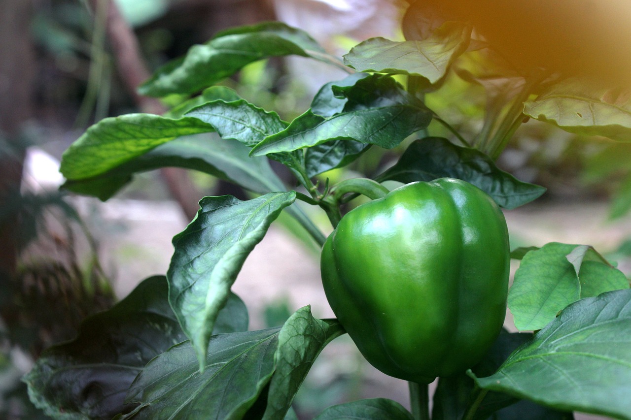 How to Plant Bell Peppers