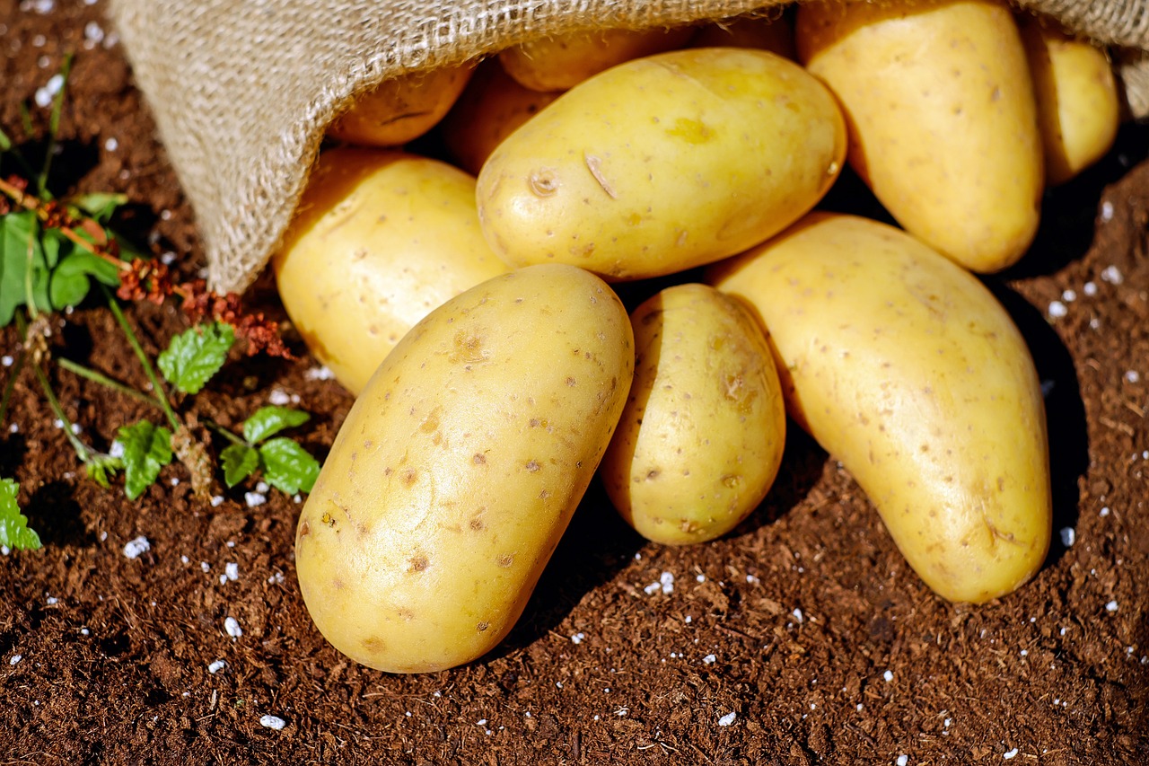 How to Plant Potatoes
