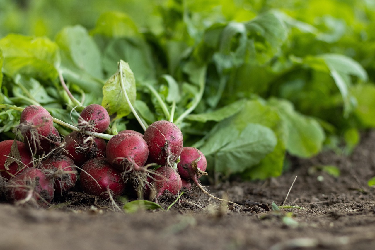 How to Plant Radishes