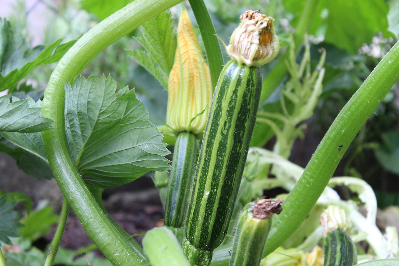 How to Plant Zucchini
