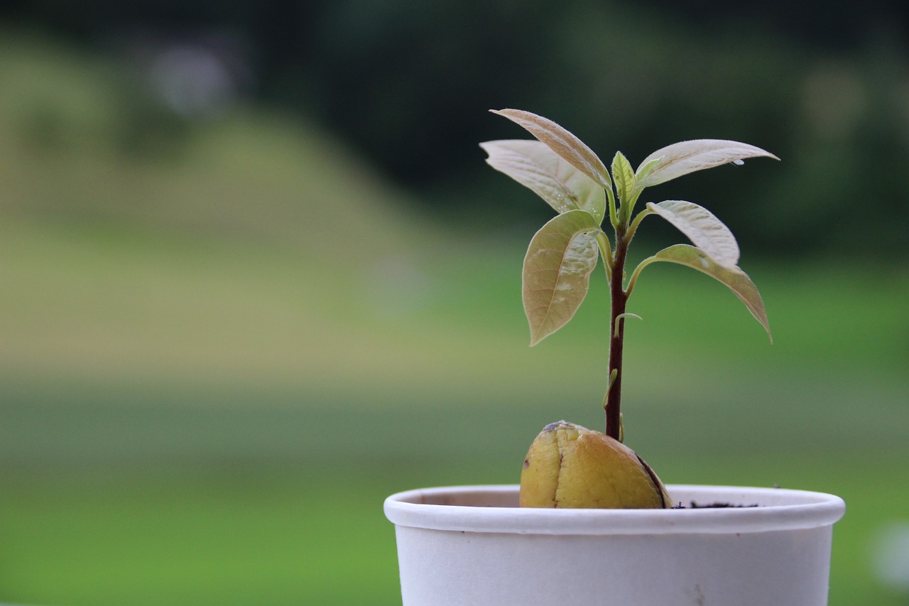 How To Plant And Grow Avocado Seeds