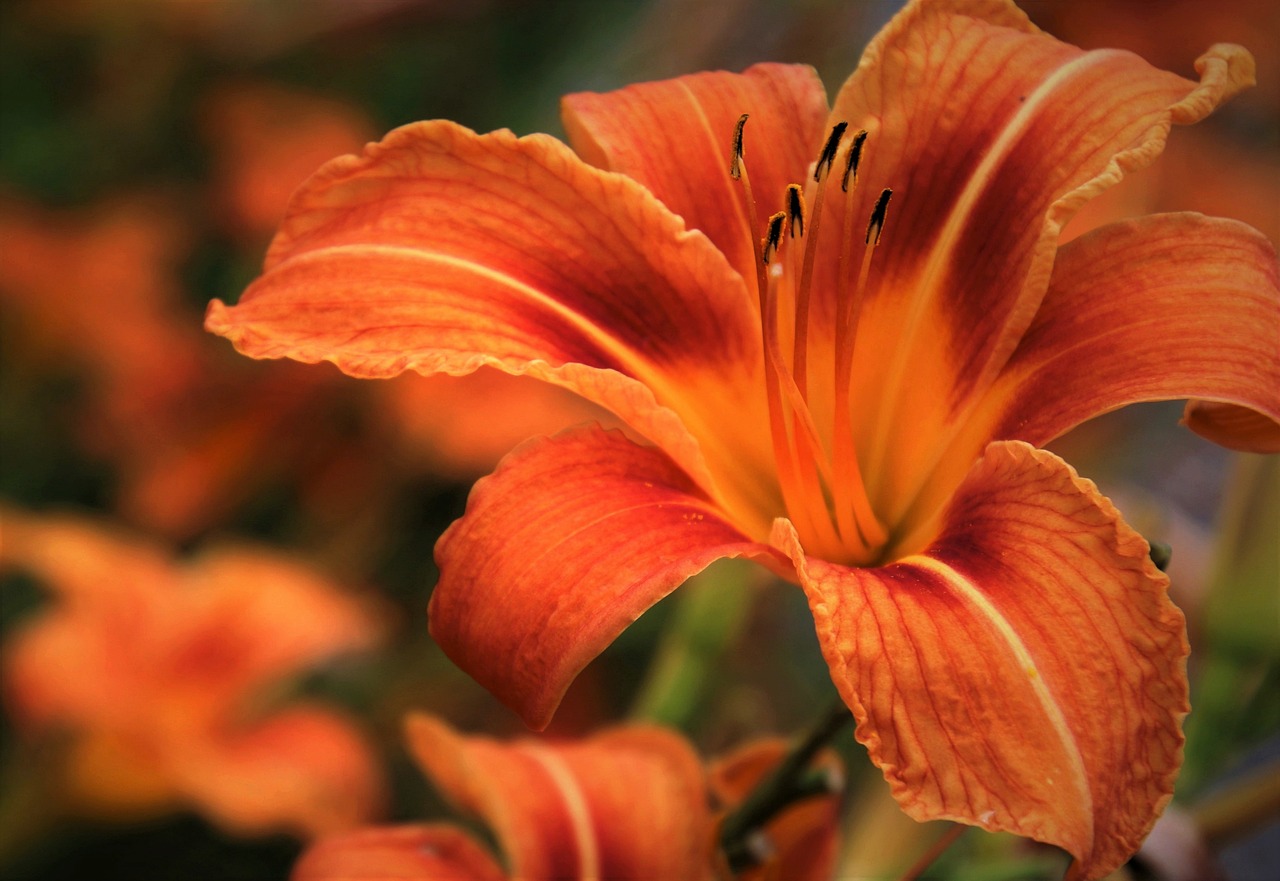 8 Easy Step On How to Plant Daylilies