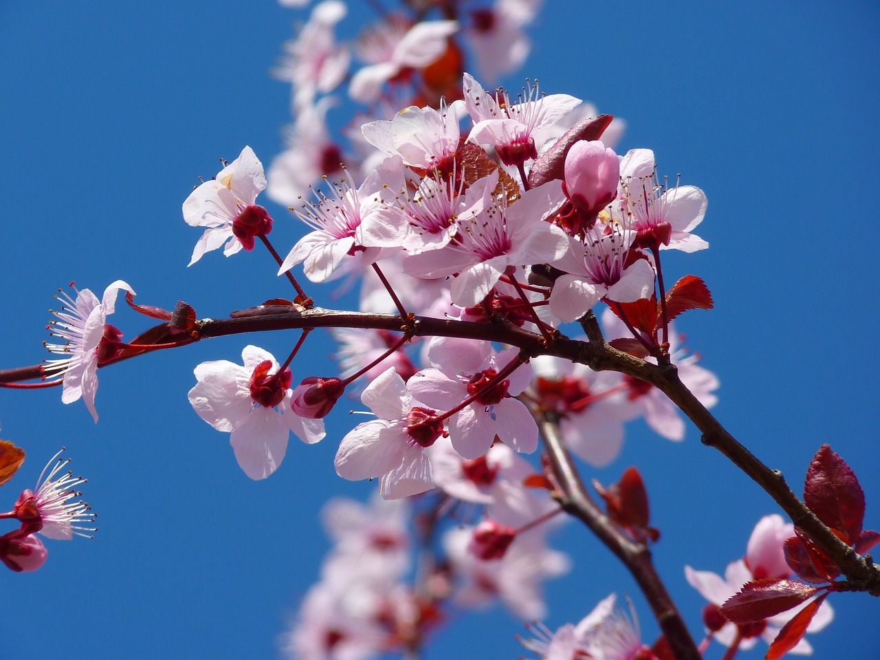 How to Plant a Cherry Tree