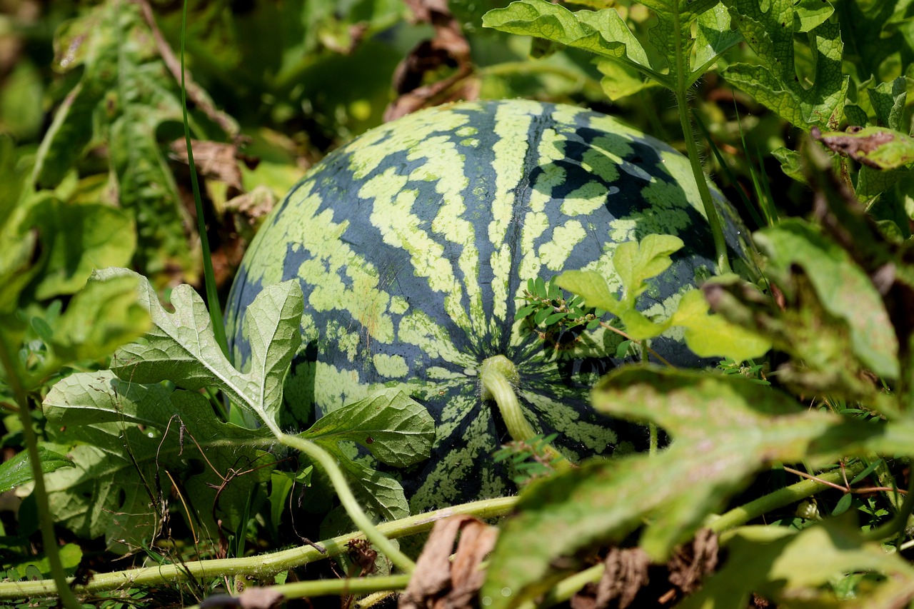 How to Plant Watermelons