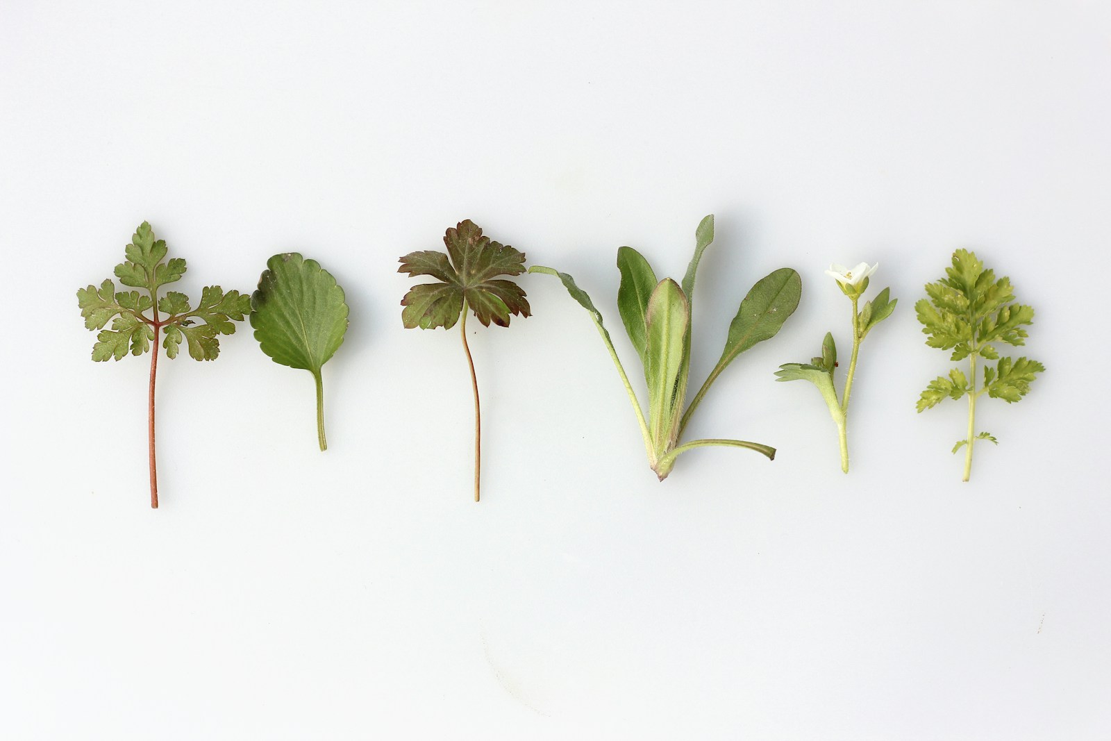 Herbal Almanac: Edible & Medicinal Benefits, Plus Cultivation Tips